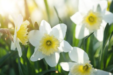 Güneşli bir bahar bahçesinde nergisler.