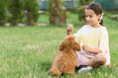 a little girl playing with her maltipoo dog a maltese-poodle breed.