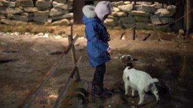 Kid feeds a goat fresh green grass. Portrait of a goat with big ears on the background of a green meadow countryside. Children and pets. High quality 4k footage