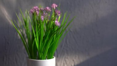flower pot on a gray background.