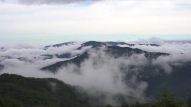 Green tree forest on mountain range. Morning mist over hills and meadows. Nature background. Travel destinations. Beautiful wild landscape. Summer vacation tourism.