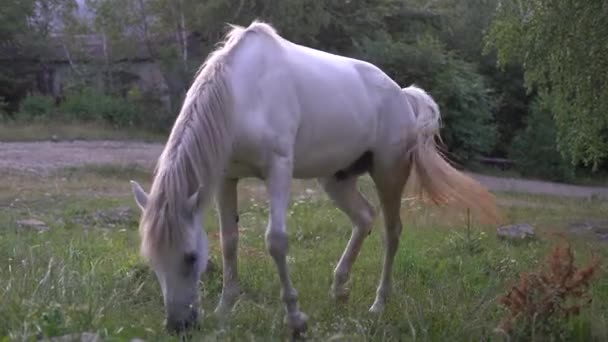 White Horse Grazes Field Eats Grass Pets Free Grazing Farming — Video