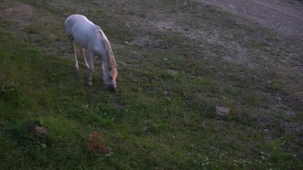 Egy Fehér Legel Mezőn Füvet Eszik Ingyenes Legeltetésen Tartott Állatok — Stock videók