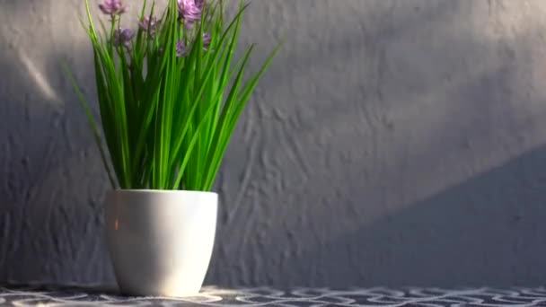 Flower Pot Gray Background — Wideo stockowe