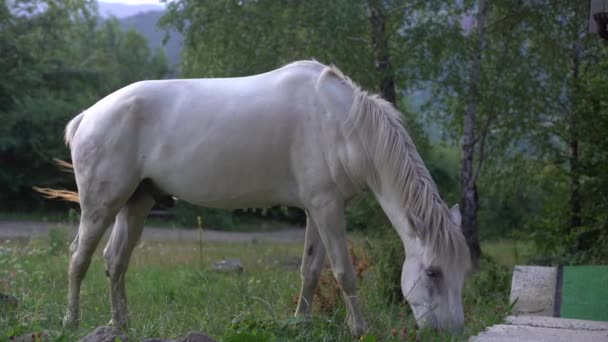 Bílý Kůň Pásne Poli Trávu Domácí Zvířata Volné Pastvě Zemědělství — Stock video