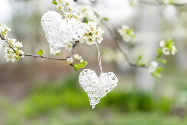 Hands touch heart a branch of an apple tree blooming with white flowers. Apple blossom. Love nature.