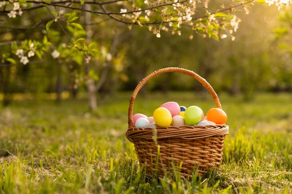 Happy Easter. Basket with Easter eggs in grass on a sunny spring day - Easter decoration, banner, panorama, background with copy space for text.