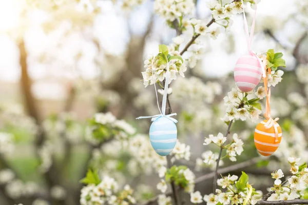 stock image A Easter egg is hanging on a branch of a blooming cherry tree. Easter spring background.