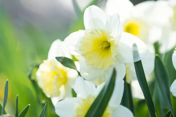 stock image Daffodils in a sunny spring garden.