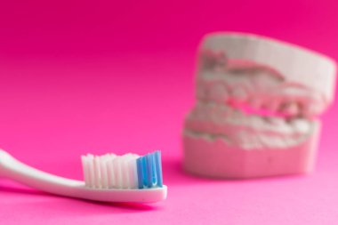 Diş fırçası ve insan çenesi modeli. Çocuklar ve öğrenciler için çalışma rehberi