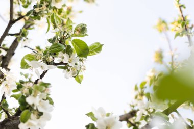 Ağaç bahçede çiçek açıyor..