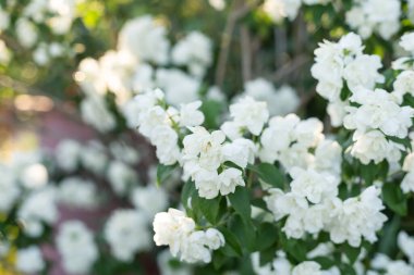 Yeşil yapraklı güzel Chubushnik çiçeğinin yakın çekimi..
