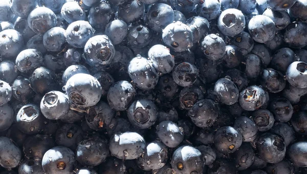 Blueberry Fresh Bilberries Close Background — 图库照片