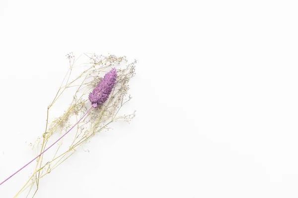 꽃에서 발견되는 라벤더 — 스톡 사진