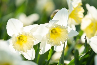 Güneşli bir bahar bahçesinde nergisler.