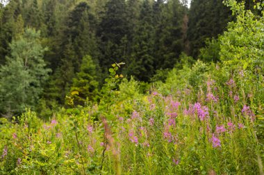 Güzel mor çiçek. Harika çiçek açan Rosebay Willonerb çayırda yetişiyor. Renkli çiçek arkaplanı