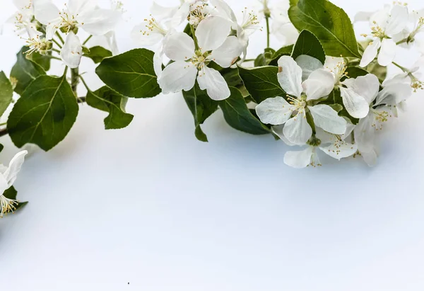 stock image Fresh branch of white cherry blossoms on light pink background. Pastel color. Flat lay. Closeup. Empty place for inspirational text, lovely quote or positive sayings