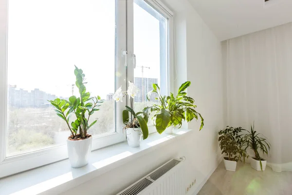Zimmerpflanzen Zeigen Zimmerpflanzen Fenster — Stockfoto
