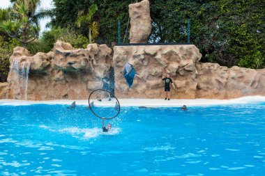 PUERTO DE LA CRUZ, TENERIFE - 7 Ocak 2020: Avrupai yunus havuzunun en büyük ikinci ilgi odağı olan Loro Parque 'da yunus gösterisi