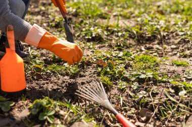 Sebze bahçesinde çiftçilik..