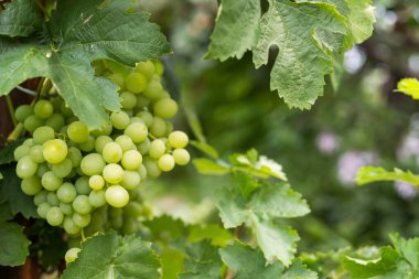 taze yeşil üzüm asma üzerinde. Yaz güneş ışıkları. odak resim.