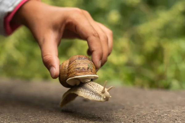 Study of nature and the environment. Small snail on a childs hand.