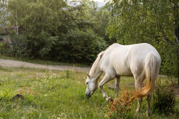 Doméstico Cavalo Grazing Prado — Fotografia de Stock