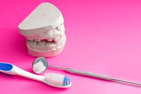 歯ブラシと人間の顎のモックアップ 子供と学生のための勉強ガイド — ストック写真