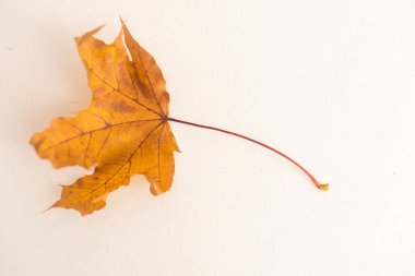 Sonbahar düşen akçaağaç izinleri beyaz arkaplanda izole edilmiş