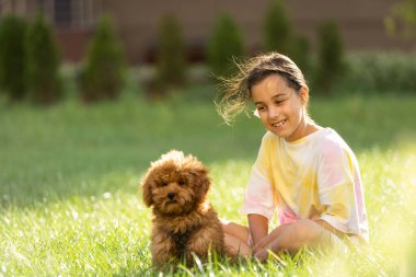 a little girl playing with her maltipoo dog a maltese-poodle breed.