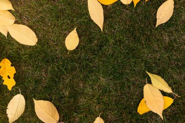 Düşen yapraklar doğal arkaplan.