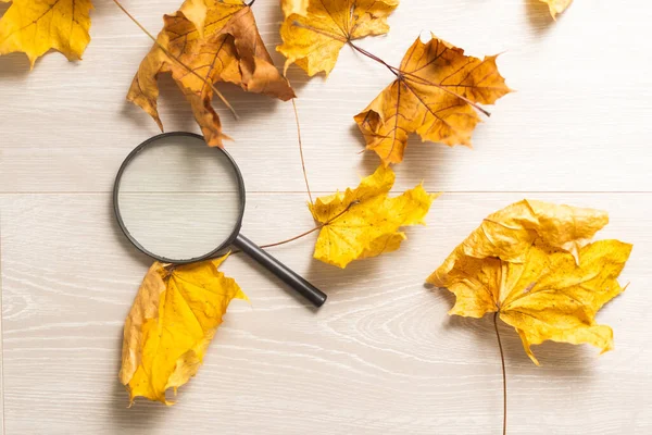放大镜躺在五颜六色的地面上 秋天落下黄色 红色和橙色的枫叶 学习和重返校园的概念 — 图库照片