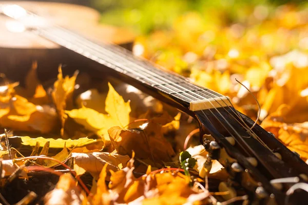 Gitara Pochylona Drzewie Jesienią Otoczona Żółtymi Liśćmi — Zdjęcie stockowe