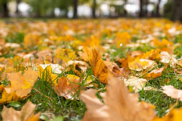 Herfst Bladeren Gras Achtergrond — Stockfoto