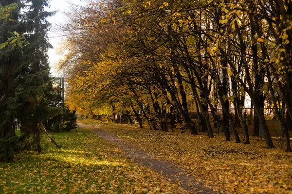 Jesienna Alejka Parku Aleja Jesienią — Zdjęcie stockowe