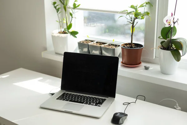 自宅のオフィスにノートパソコンとコーヒーカップ付きの職場のデザイン 高品質の写真 — ストック写真