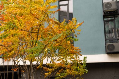 Sonbahar sarısı, turuncu ve kırmızı ağaçlı şehir caddesi. Kasabadaki sonbahar yapraklarının parlak renkli manzarası. Şehirde sonbahar sahnesi. Düşen yapraklar. Sokak renkli ağaçlarla dolu.