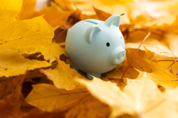 stock image Piggy bank standing on autumn leafs - savings concept.