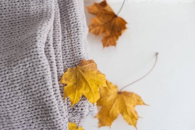 Beyaz arkaplanda sonbahar kompozisyonu ekose ve sarı yapraklar