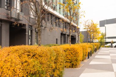 Sonbaharda şehrin sokakları