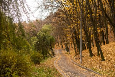 Sonbahar ormanında sarı, kırmızı ve turuncu yapraklı akçaağaç. Sakin bir sonbahar sezonu. Düşen ağaç yapraklarıyla dikey arkaplan. Sonbahar güneşli manzarası