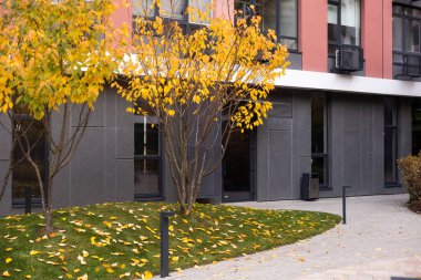 Parktaki sonbahar sokağı. Sonbaharda ara sokak.