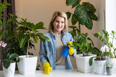 Çiçekçi ev çiçekleri ile nemlendirir. Ev bitkisi bakım konsepti. Kapalı alandaki bitkilerin önlenmesi.