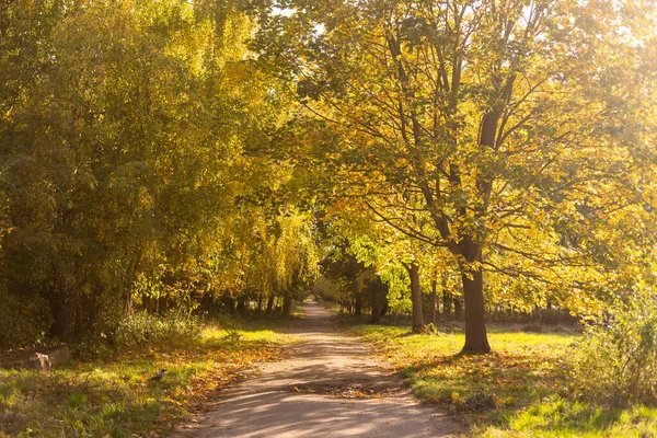 Herbstliches Laub Auf Herbstlichem Waldweg — Stockfoto
