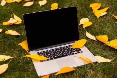 Sonbahar arkaplanındaki turuncu akçaağaç yapraklı defter.