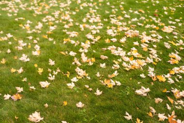 Sonbahar yaprakları ile yeşil çim.