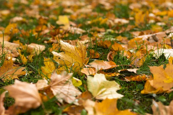Autumn Leaves Grass Background Stock Photo