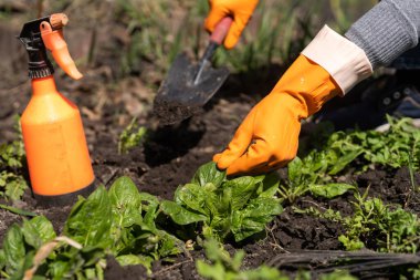 Çiftlik bahçesinde ıspanakla çalışmak.