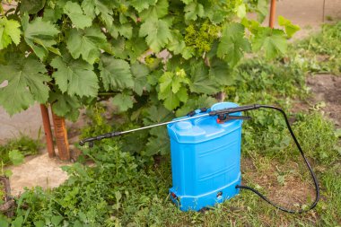 bitki zebanisi basınçlı püskürtücü ile koruma..