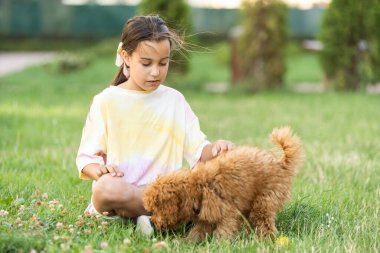 a little girl with Adorable Maltese and Poodle mix Puppy or Maltipoo dog.